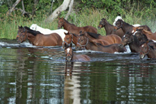 Botswana-Okavango Delta-Okavango Big Five Safari - 6 days